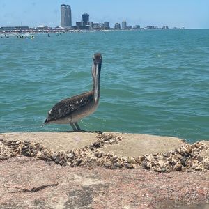 Meet your Posher, Ivan